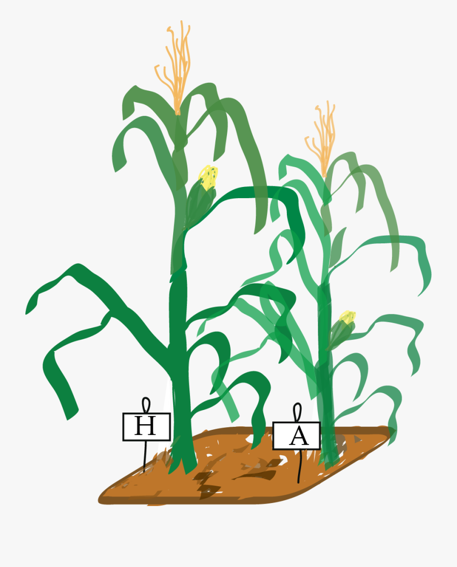 A Paired Experiment Is The Simplest Case Of Blocking, Transparent Clipart