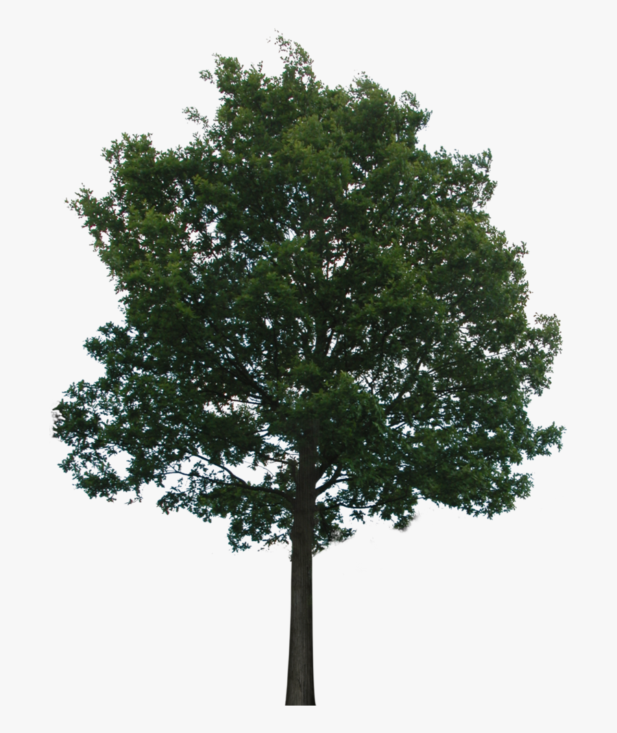 Tree With Transparent Background - Tree No Background Png, Transparent Clipart
