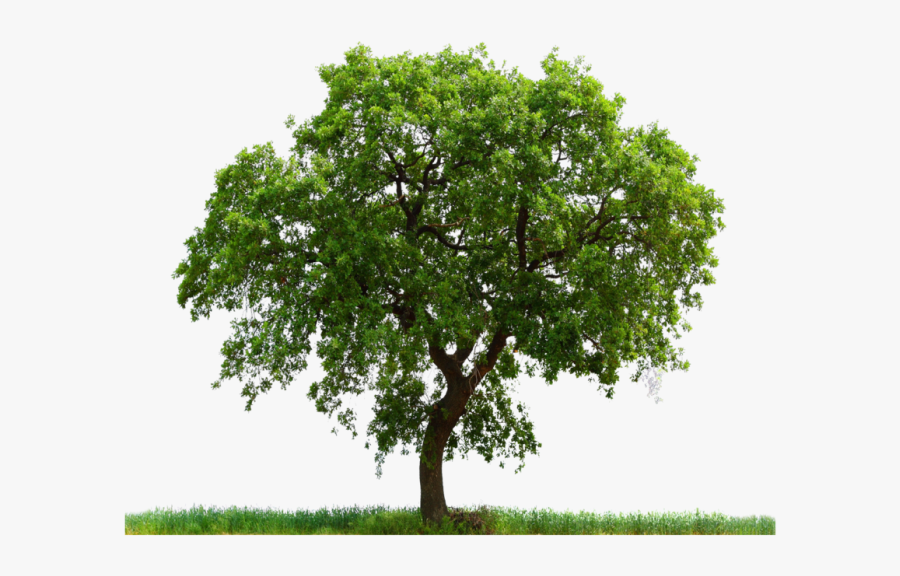 Transparent Tree Png - Tree Png, Transparent Clipart