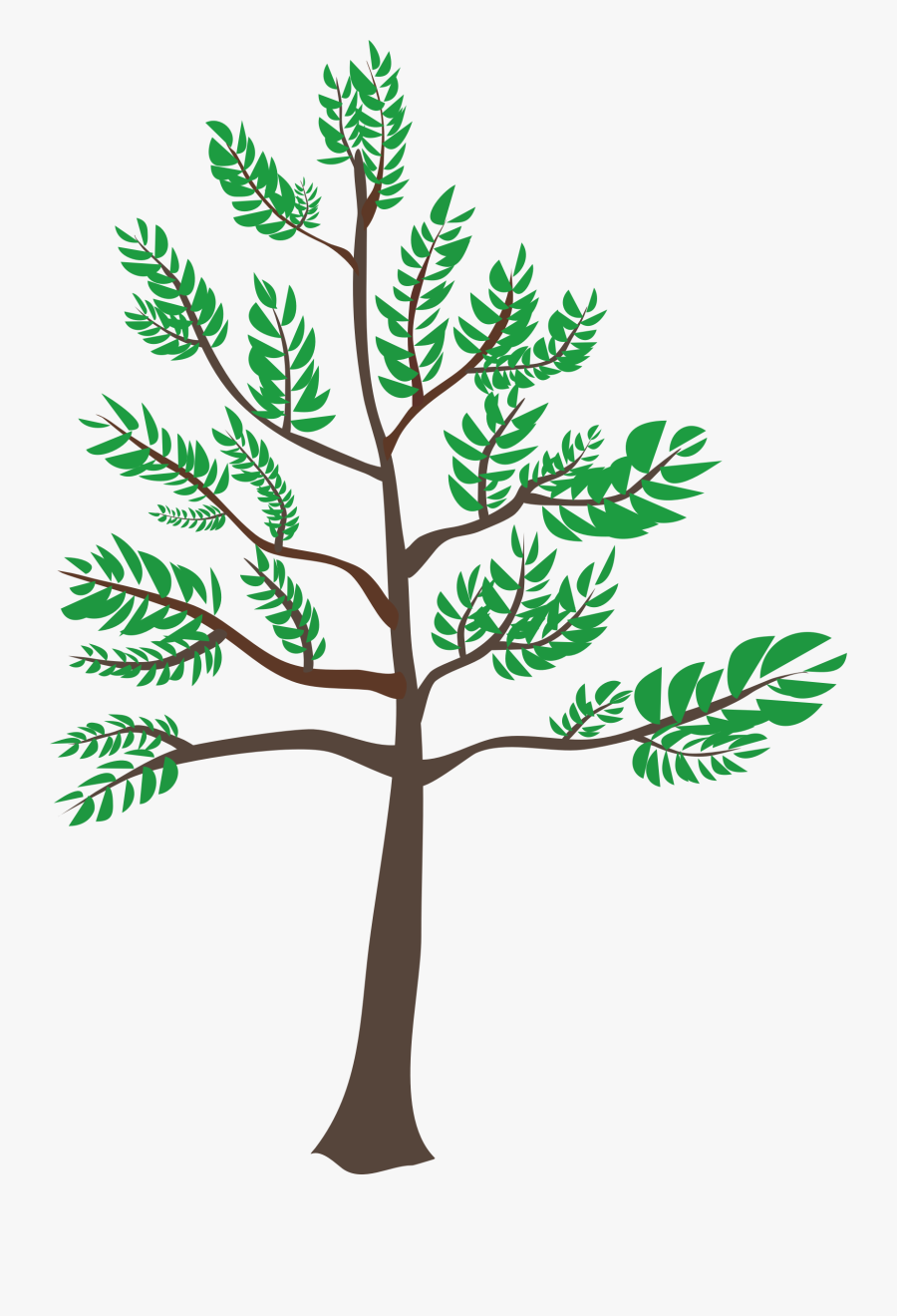 Clip Art Young Big Image Png - Cedar Clipart, Transparent Clipart