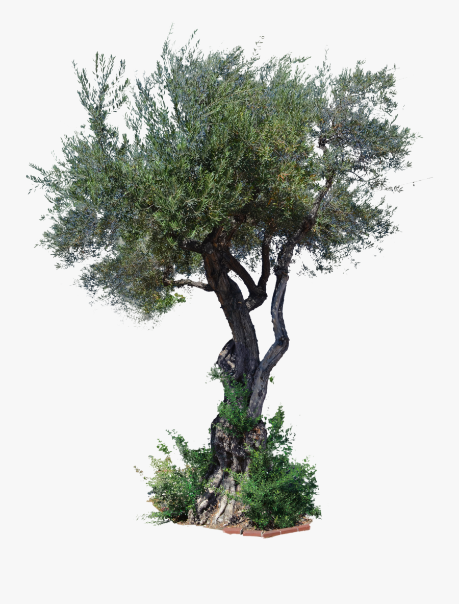 Aspen Tree Clip Art - Pond Pine, Transparent Clipart