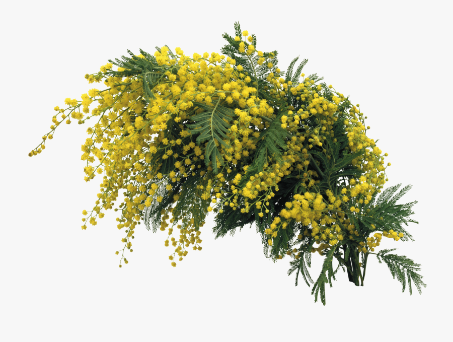 Clip Art Pudica Desktop Wallpaper Flower - Поздравления Женщинам С 8 Марта, Transparent Clipart