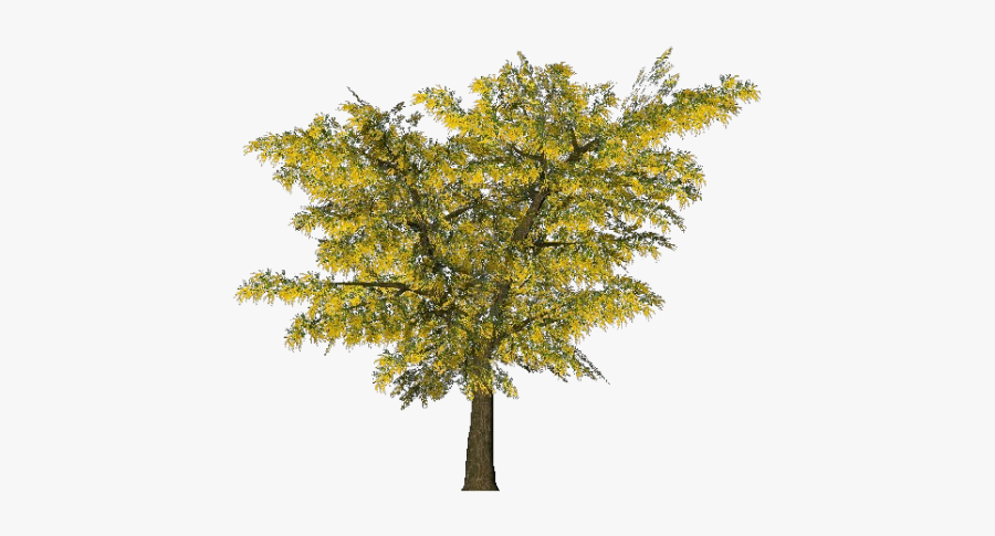 Mimosa Tree Png , Free Transparent Clipart - ClipartKey