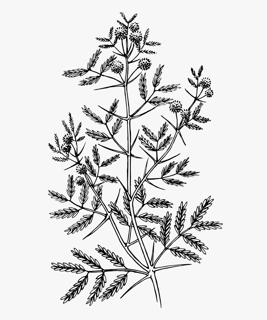 Acacia - Acacia Art, Transparent Clipart