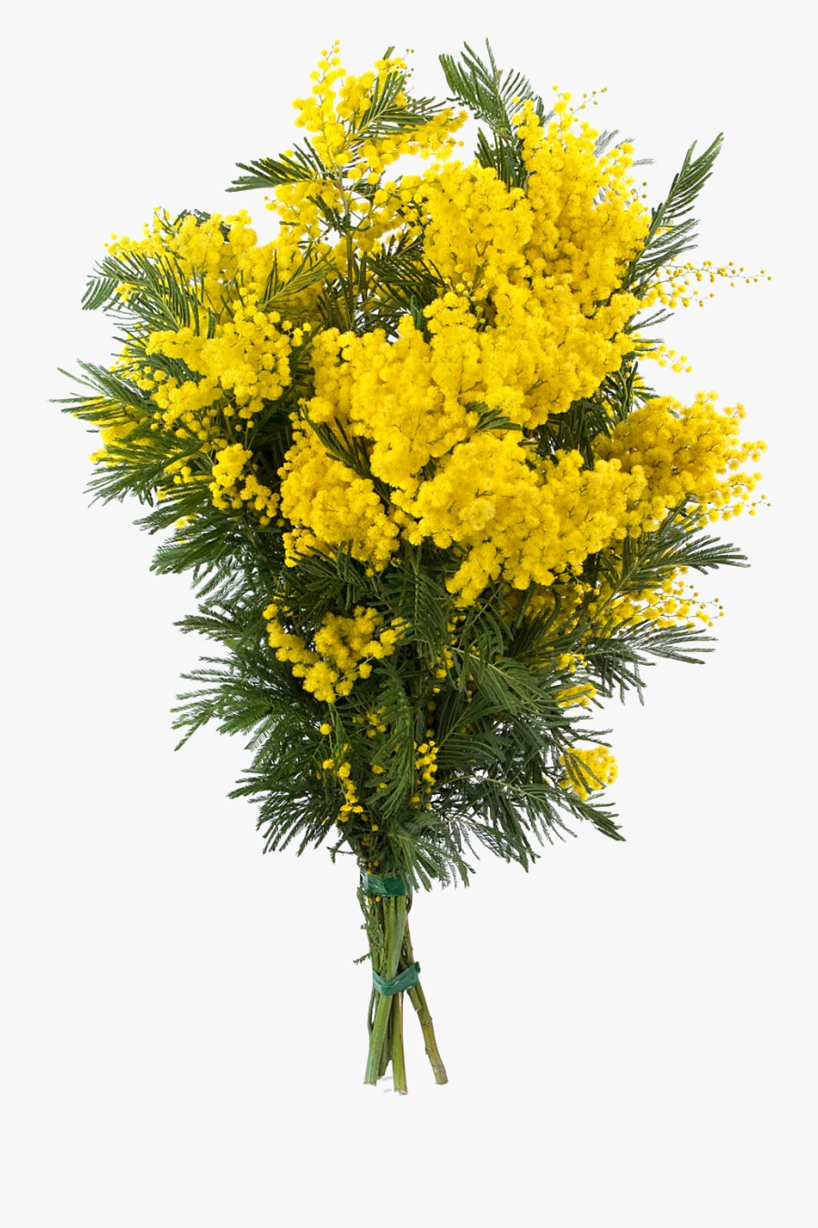 Transparent Goldenrod Flower Clipart - Mimosa Bouquet, Transparent Clipart