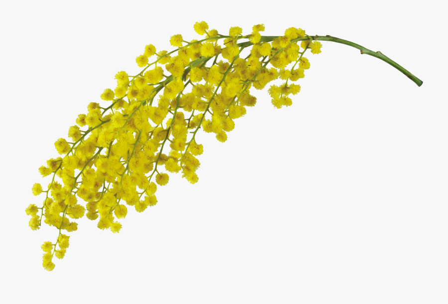 Clip Art Acacia Pycnantha - Acacia Flower Png, Transparent Clipart