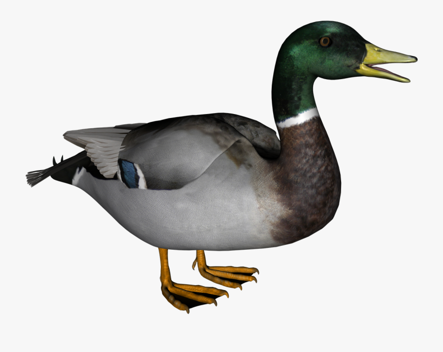 Png Images Free Download - Transparent Background Transparent Duck, Transparent Clipart