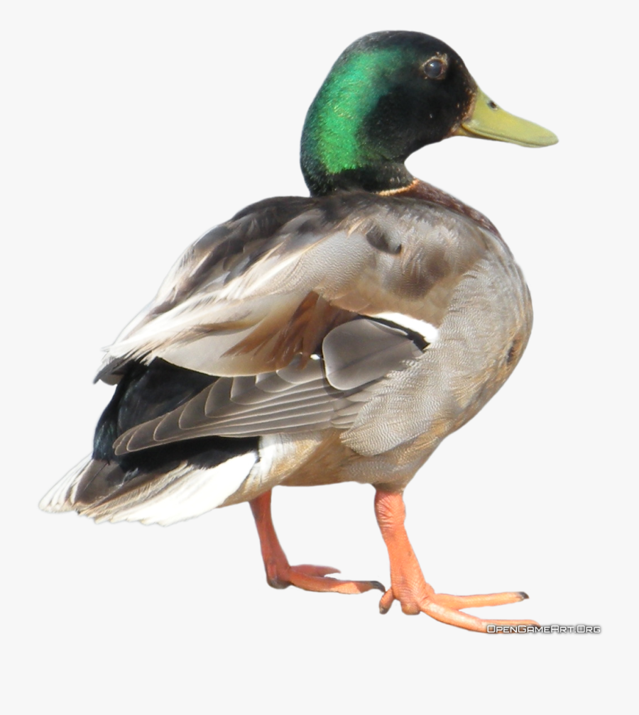 Download Duck Clipart Hq Png Image - Real Animal Flash Cards Printable, Transparent Clipart