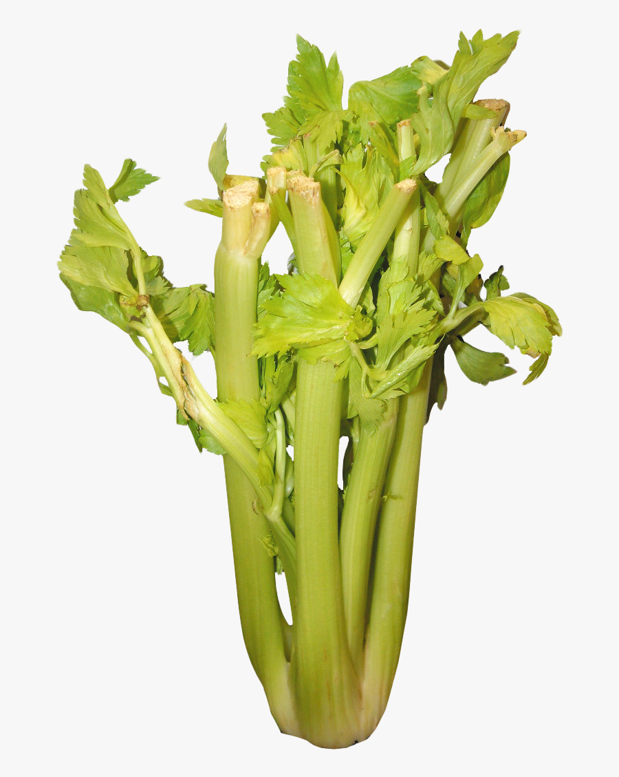 Celery Png Photo - Portable Network Graphics, Transparent Clipart