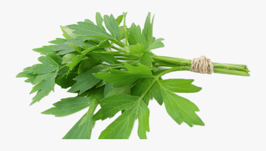 Lovage Herbs, Transparent Clipart
