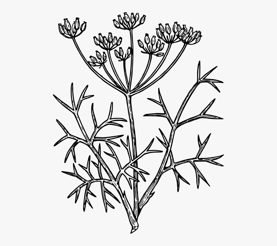 Fennel Drawing, Transparent Clipart