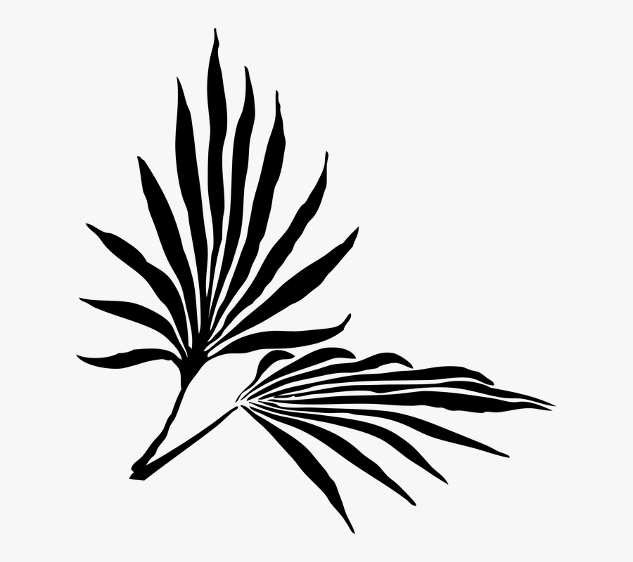 Palm Sunday Clipart Kid - Palm Frond Clip Art, Transparent Clipart