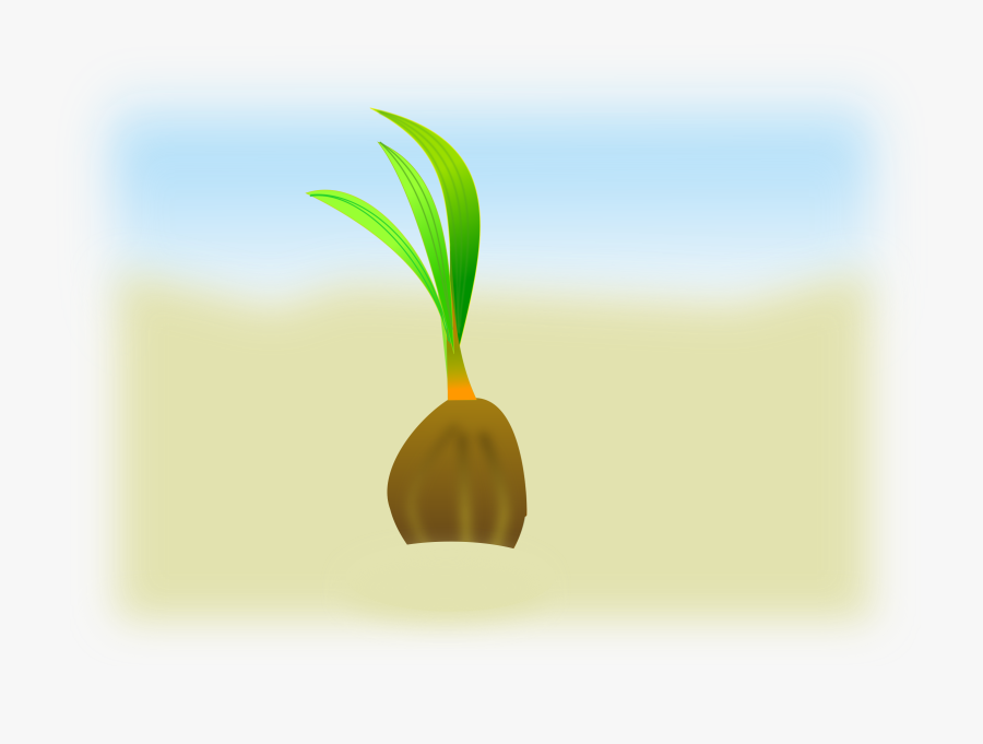Plant,flower,leaf - Coconut Seedling Clipart, Transparent Clipart