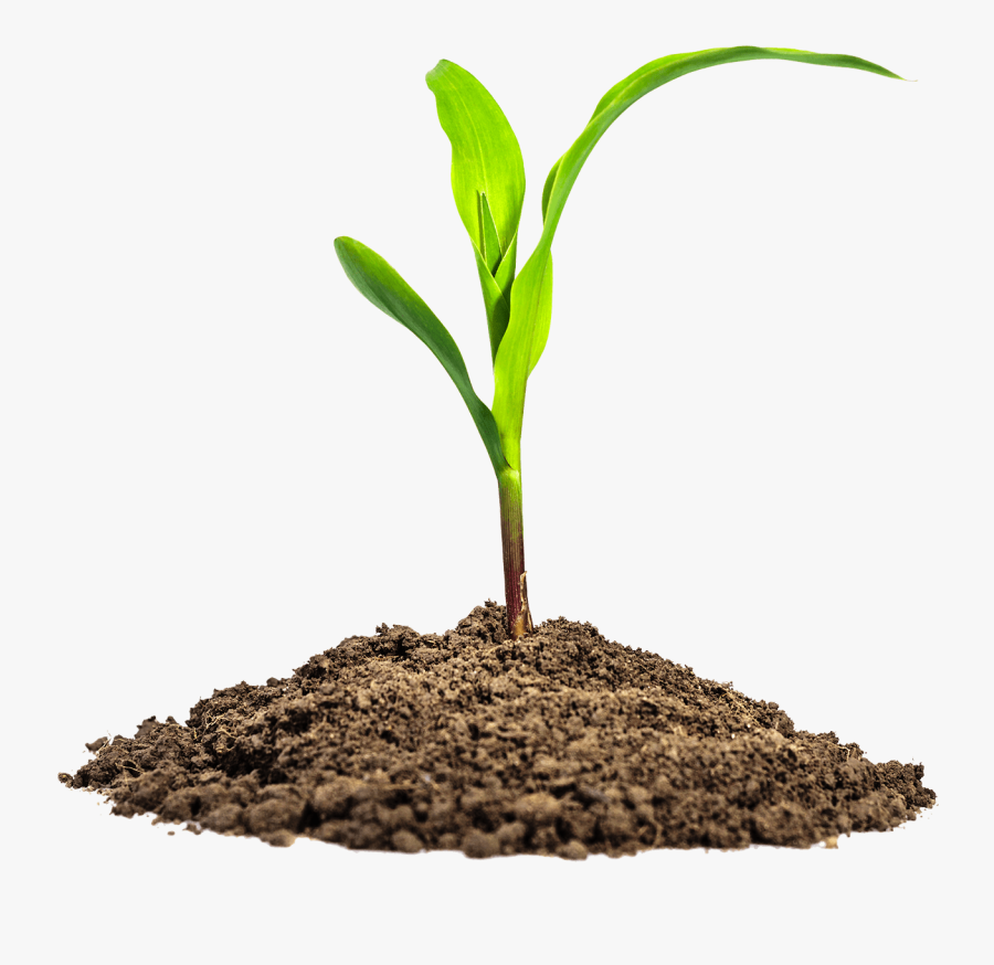 Maize Seedling Png, Transparent Clipart