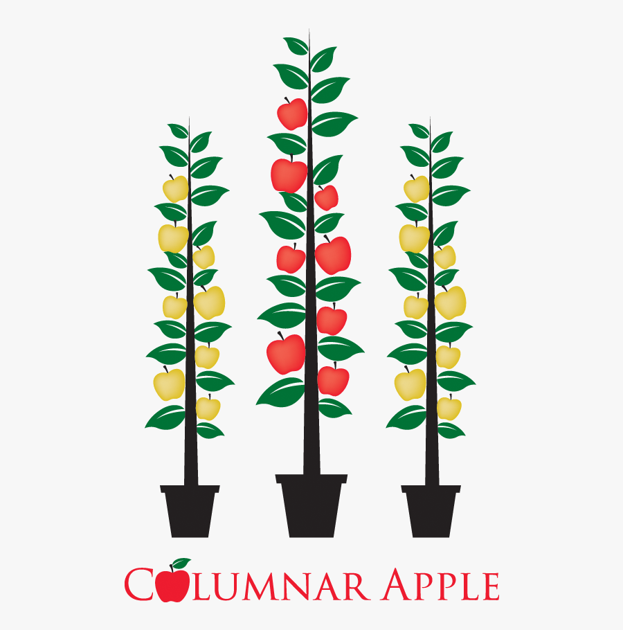 Apple Seedling Clipart, Transparent Clipart
