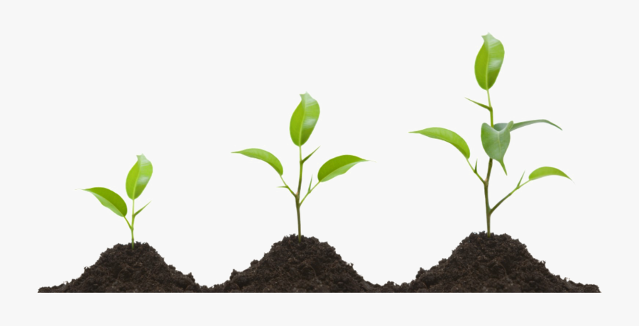 Growing Plant Png Transparent Image - Plant Growth Regulators, Transparent Clipart