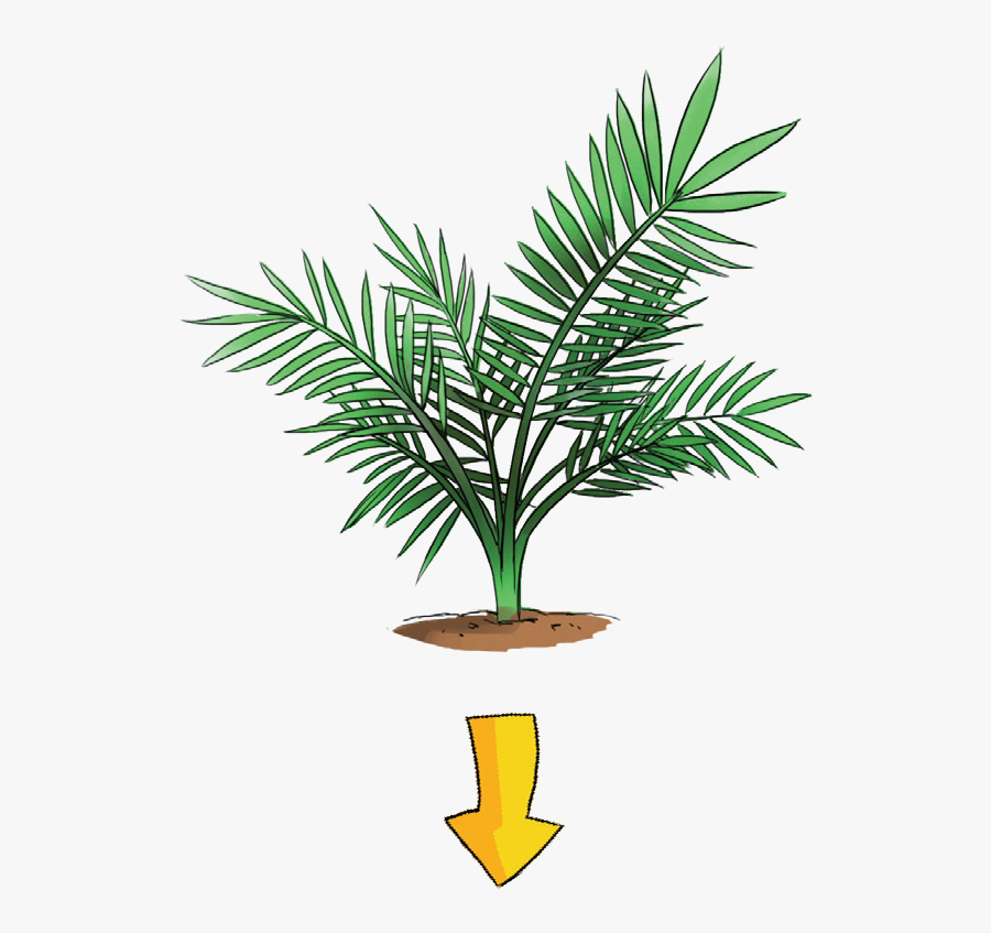 2b - Oil Palm Seedlings Png, Transparent Clipart
