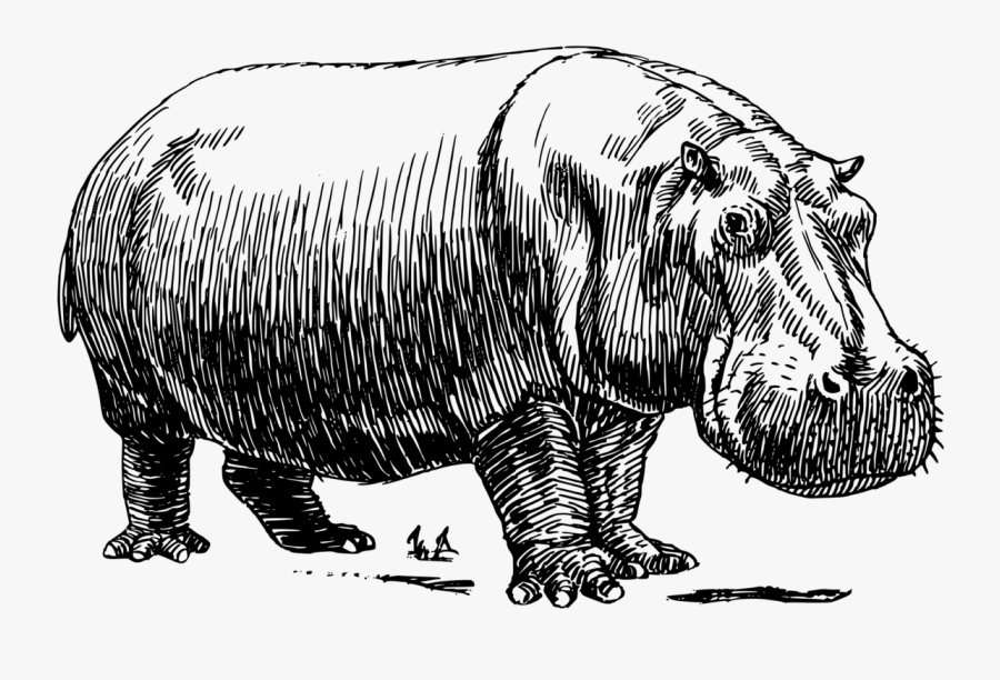 Hippopotamus - Black And White Hippo, Transparent Clipart