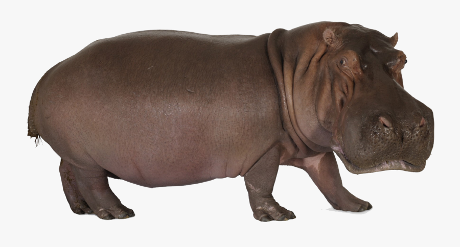 Hippopotamus Png Clipart - Hippo Standing Up, Transparent Clipart