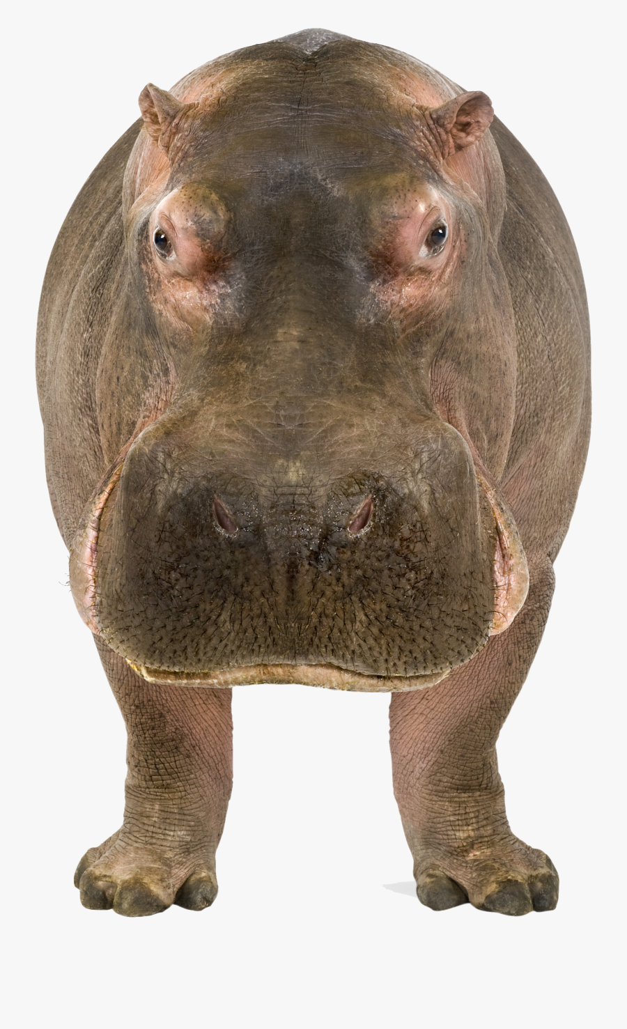 Hippo Png - Hippopotamus Png - Hippopotamus Front View, Transparent Clipart