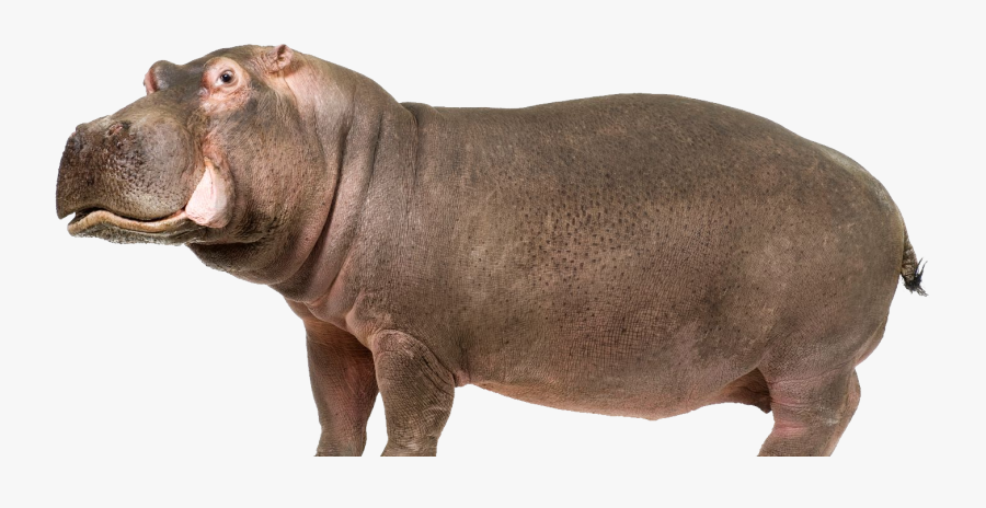 Transparent Hippo Clipart - Hippo Png, Transparent Clipart