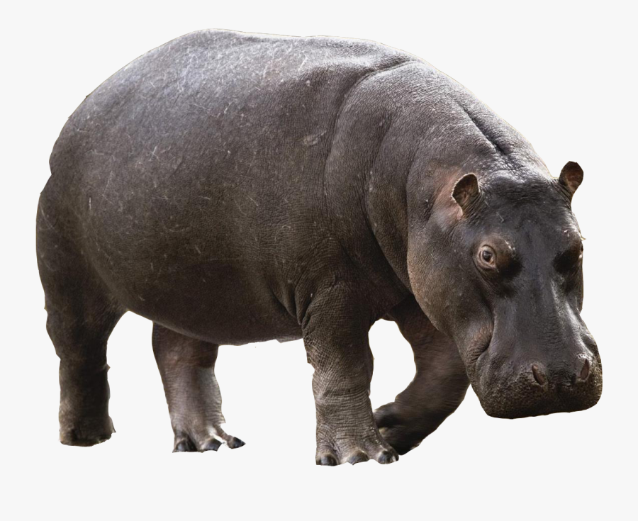Hippo Png, Transparent Clipart