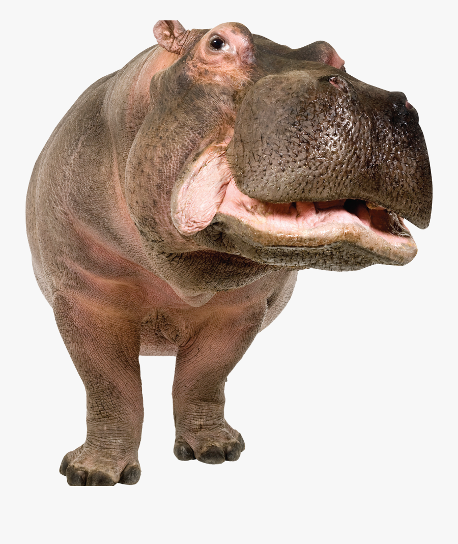 Hippo Png, Transparent Clipart