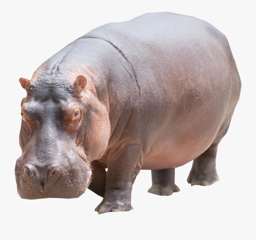 Hippo Png Image Purepng - Hippo Png, Transparent Clipart