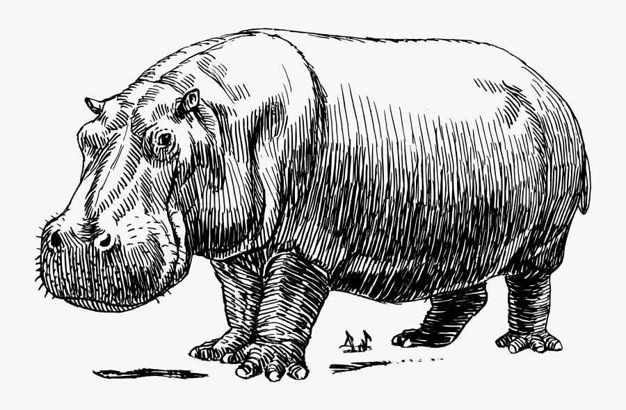 Hippo Clipart Black And White, Transparent Clipart