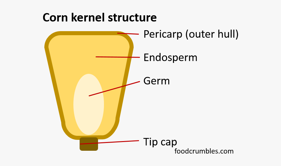 Diagram Of A Popcorn Kernel , Free Transparent Clipart ClipartKey