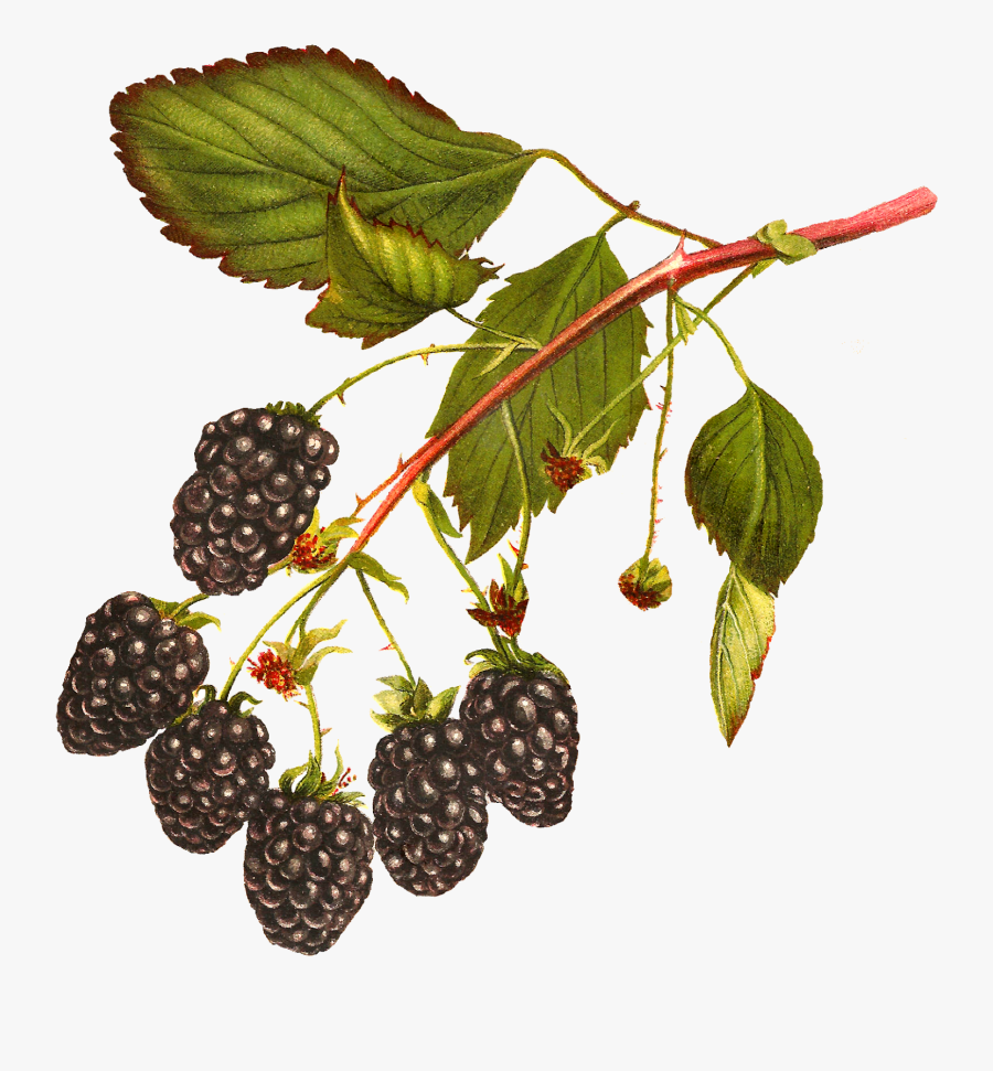 Blackberry Plant Png, Transparent Clipart