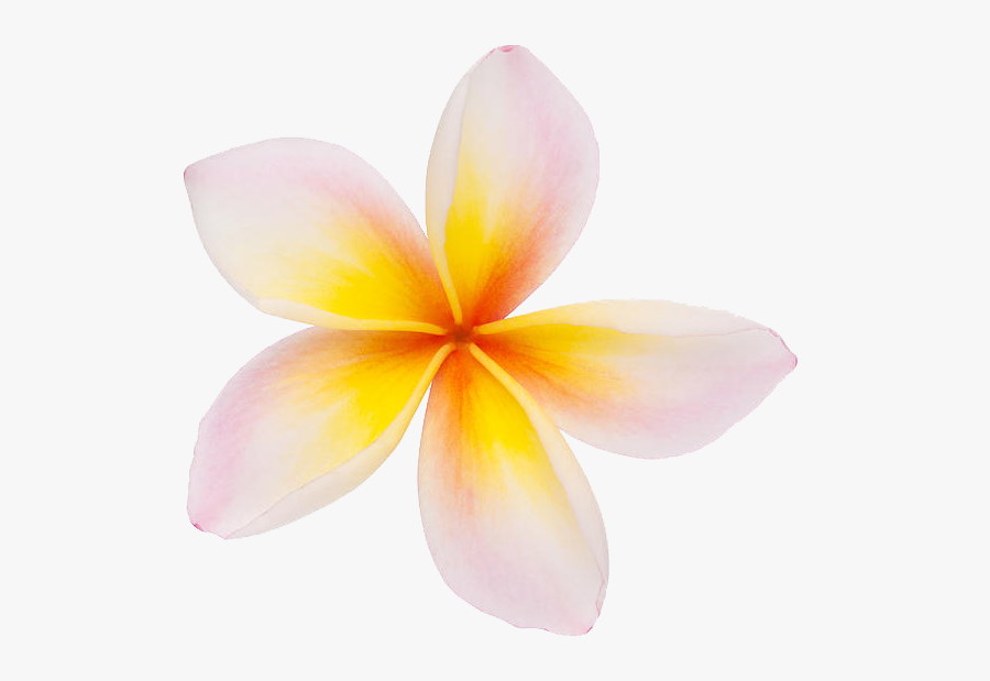 Plumeria Clipart - Plumeria Flowers Clip Art, Transparent Clipart