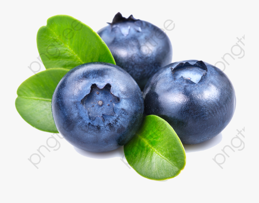 Blueberry Clipart Vintage - Blueberries Fruit Clipart, Transparent Clipart