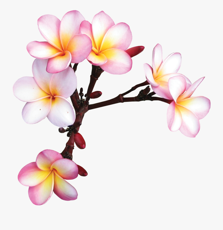 Plumeria Clipart Sticker - Tropical Flowers Frame, Transparent Clipart