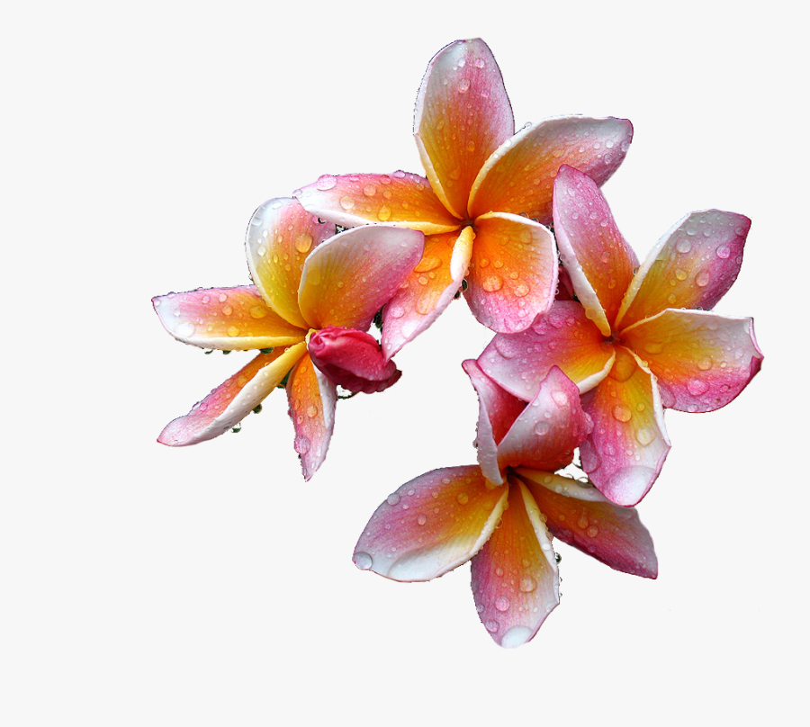 Plumeria Flowers Png Free Download - Frangpani Flower Png, Transparent Clipart