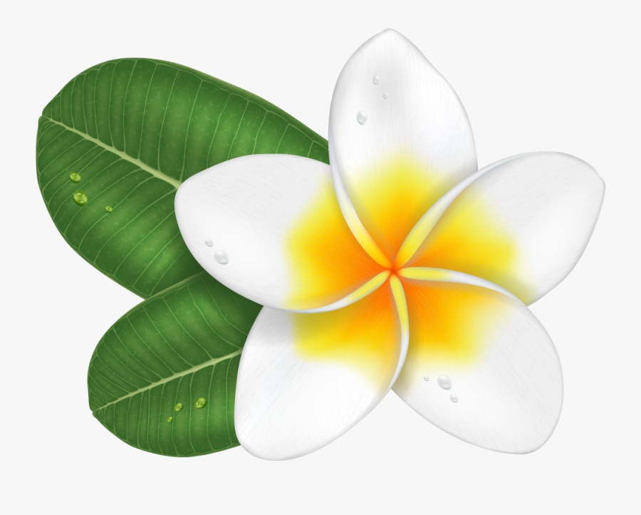 Transprent Png Free Download Plumeria Cartoon- - Transparent Background Frangipani Icon, Transparent Clipart