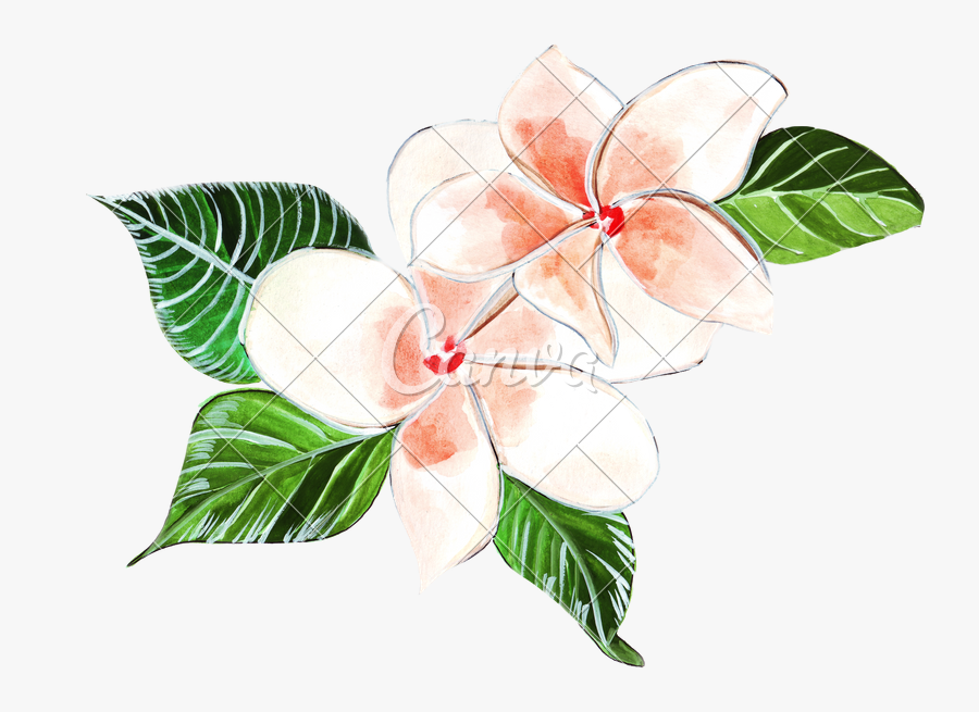 Transparent Clipart Painting - Frangipani Watercolour Clipart, Transparent Clipart