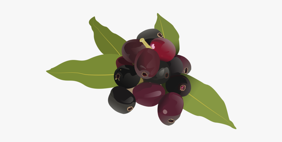 Clip Art Jamun Berry - Drawing Images Of Jamun, Transparent Clipart