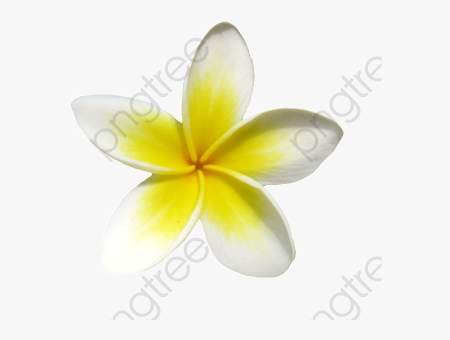 A Small Yellow Frangipani - 愛知 みずほ 大学 瑞穂 高校, Transparent Clipart
