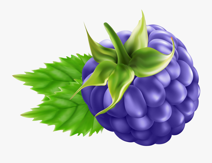 Transparent Bleach Clipart - Blackberry, Transparent Clipart