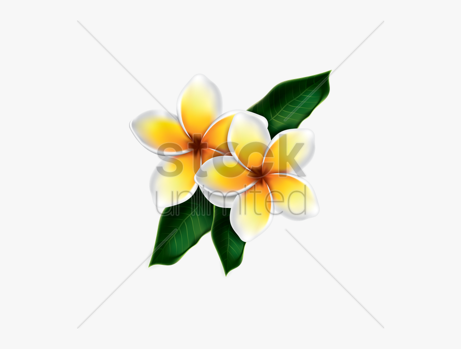 Frangipani - Vector Kamboja, Transparent Clipart