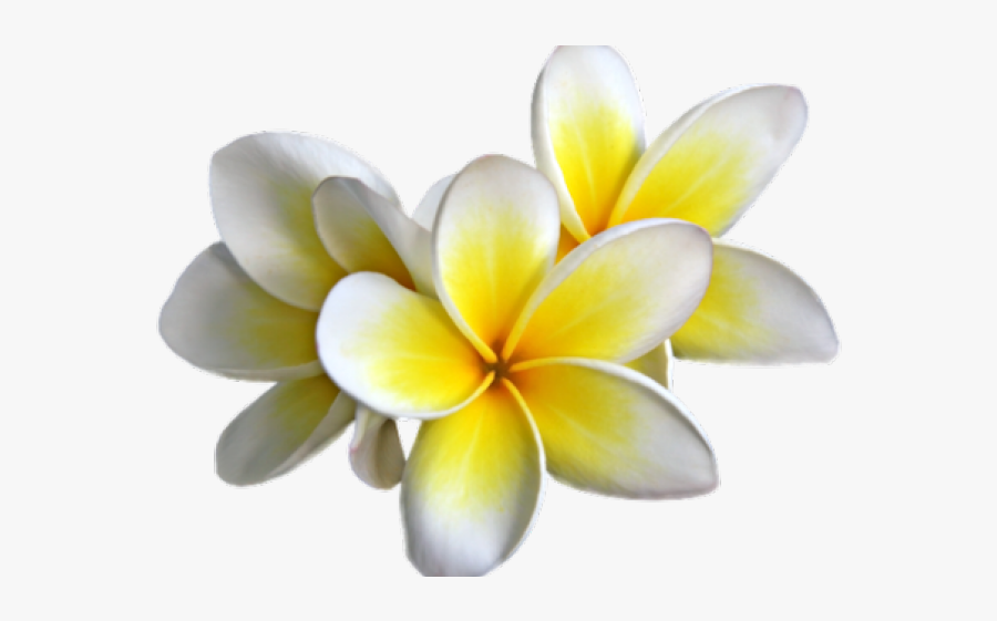 Monoi Flower, Transparent Clipart