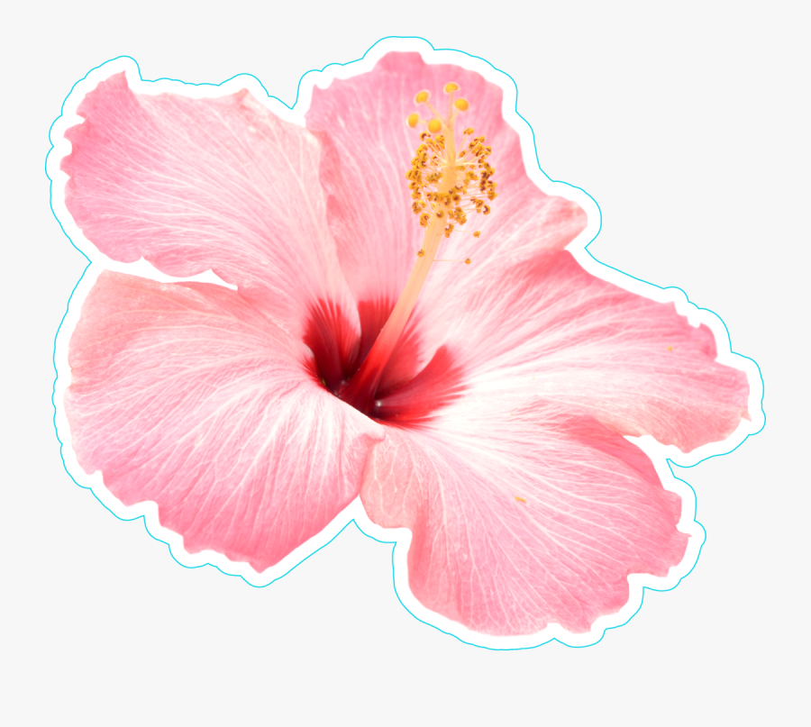 Plumeria Car Window Hawaiian Flower Stickers Plumeria - Pink Hibiscus Flower Png, Transparent Clipart