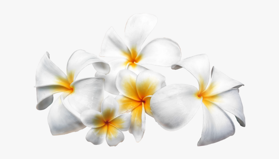 Frangipani Png, Transparent Clipart