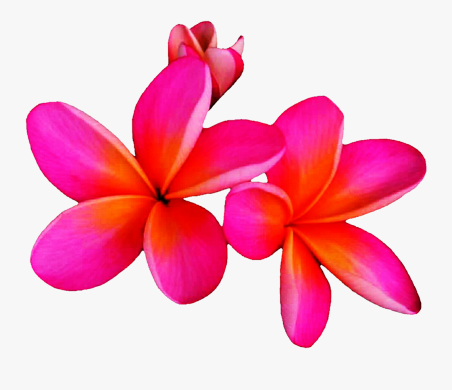 Frangipani, Transparent Clipart