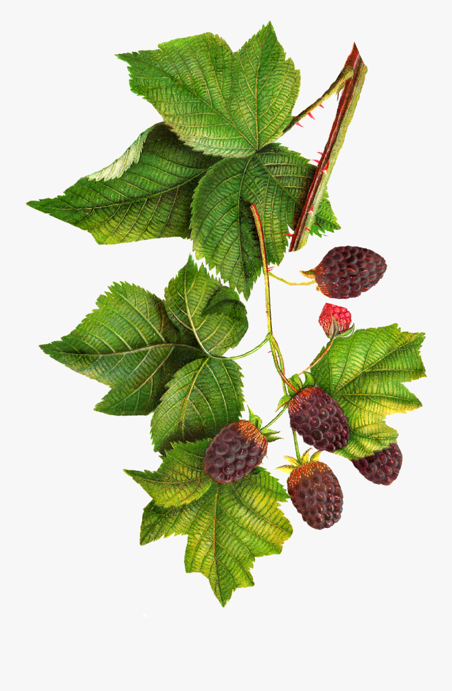 Botanical Illustration Blackberries Png, Transparent Clipart