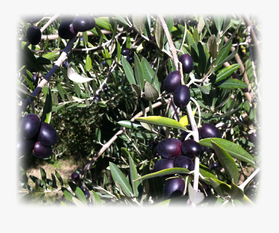 Olive Clipart Jamun Fruit - Berry, Transparent Clipart