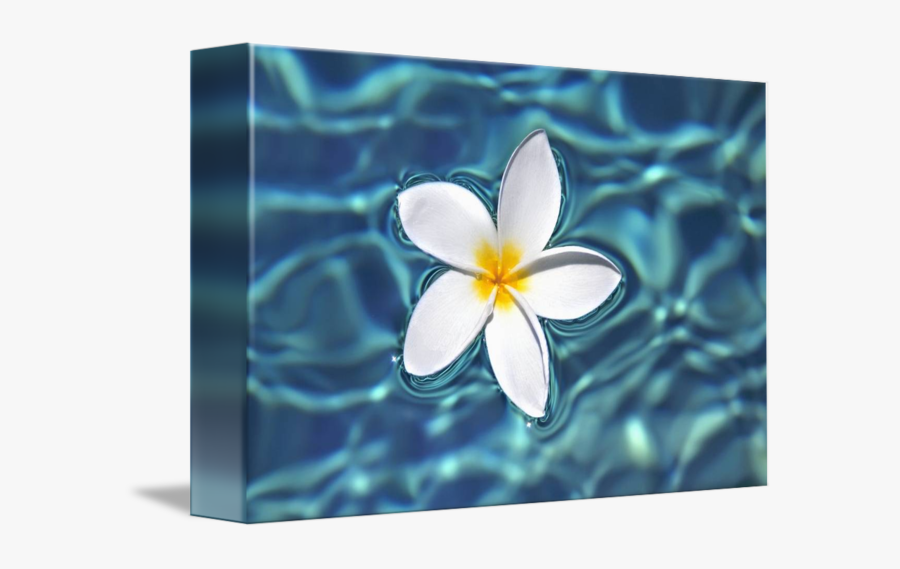 Transparent Plumeria Clipart - Canvas Of Flower, Transparent Clipart