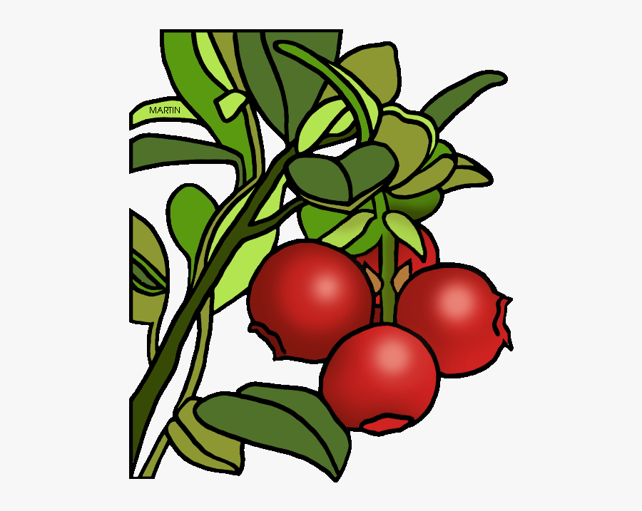 Massachusetts State Berry - Cranberry Clipart Transparent, Transparent Clipart