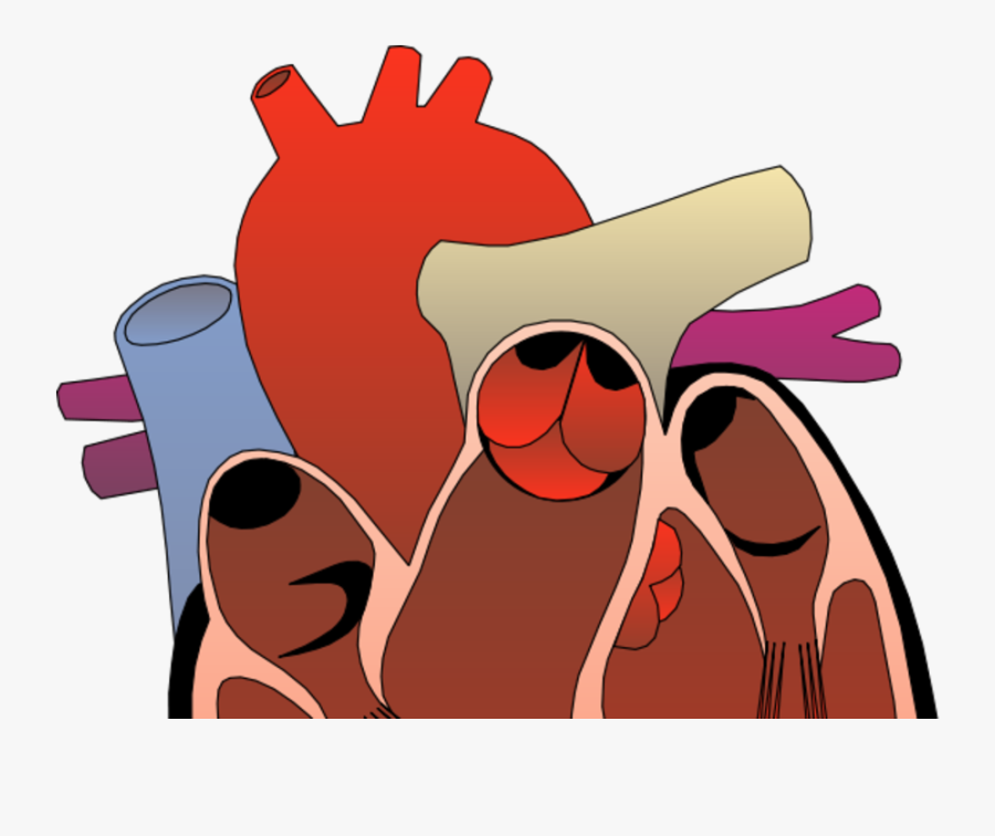 Attend The Southwest General Health Center Health Topics - Heart Anatomy Png, Transparent Clipart